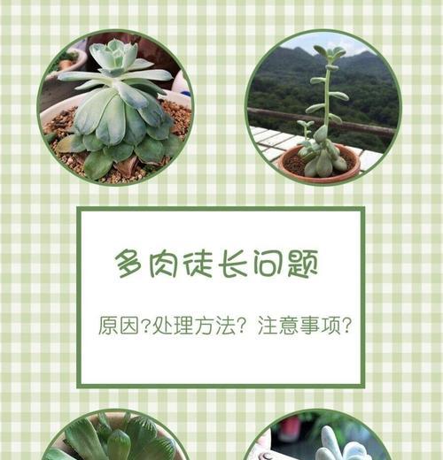 锦晃星徒长问题如何处理？