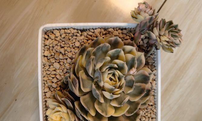 锦晃星徒长问题如何处理？