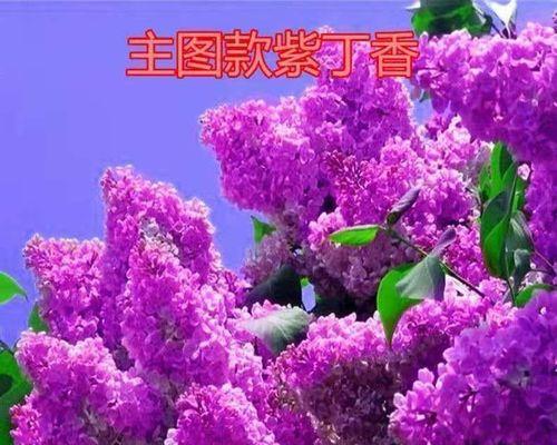 紫色有哪些？紫色花卉的种类和特点是什么？