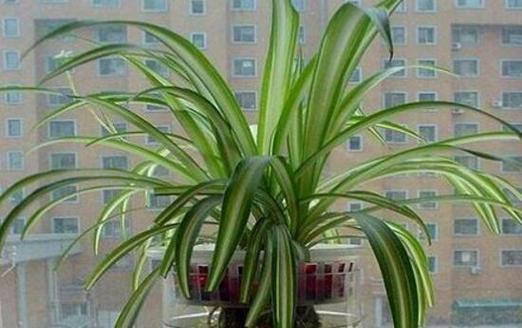 哪些水培植物观赏性高？水培植物的选择和摆放技巧是什么？