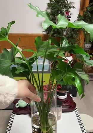 哪些水培植物观赏性高？水培植物的选择和摆放技巧是什么？