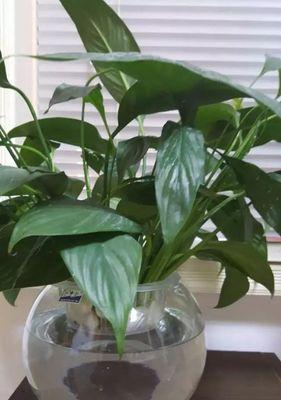 哪些水培植物观赏性高？水培植物的选择和摆放技巧是什么？