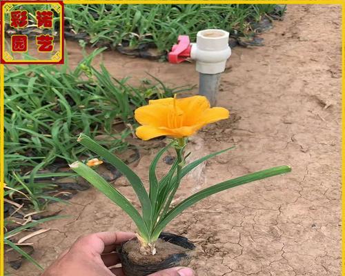 萱草种植的要点是什么？如何让萱草长得更茂盛？