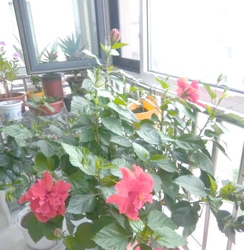 扶桑花的养护技巧和繁殖方法有哪些？