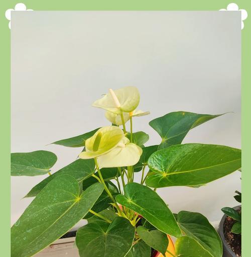 红掌花的养殖技巧和常见问题解答？
