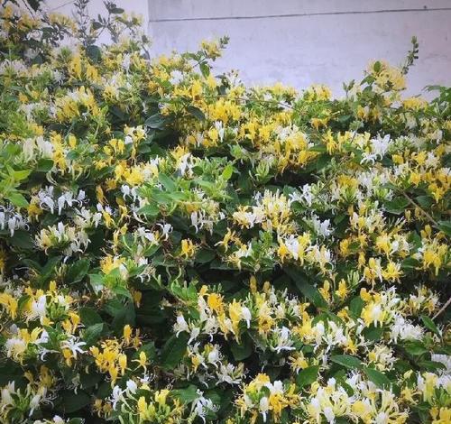 金银花的养护要点是什么？