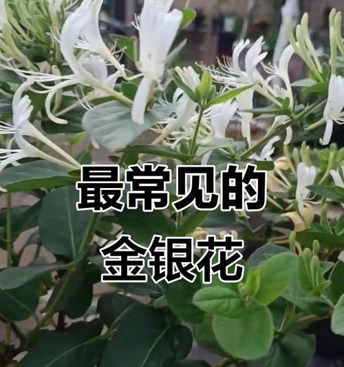 金银花的养护要点是什么？