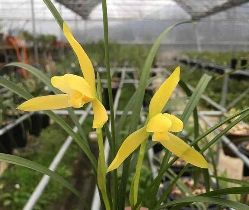 兰花栽培技巧有哪些？如何确保兰花健康成长？
