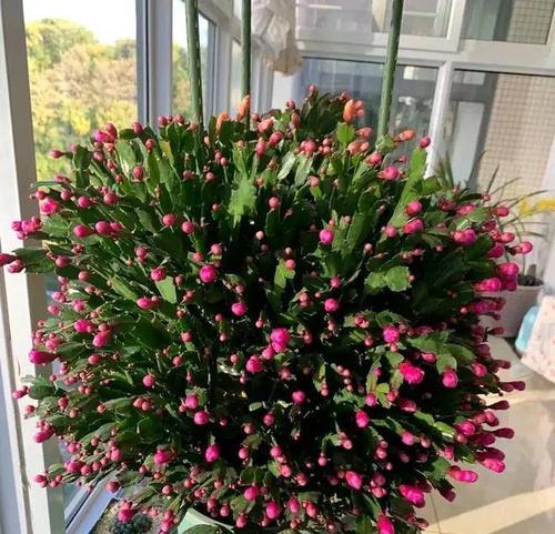 深花盆适合种植哪些花卉？