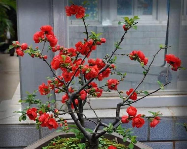 深花盆适合种植哪些花卉？
