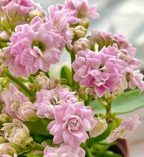 长寿花大花品种有哪些？长寿花大花品种的特点是什么？