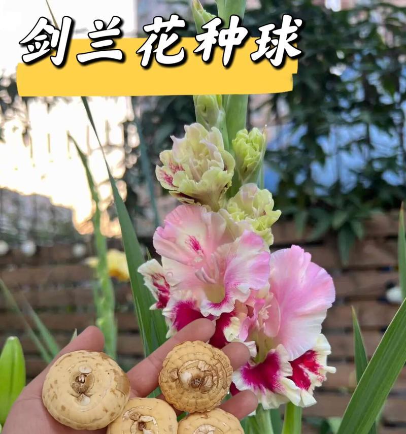 剑兰种植需要注意什么？剑兰的种植方法有哪些？