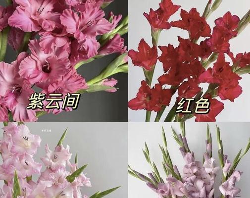 剑兰种植需要注意什么？剑兰的种植方法有哪些？