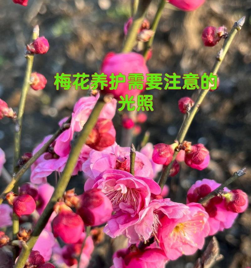 梅花有哪些品种及其特点？梅花品种的选择和养护方法是什么？
