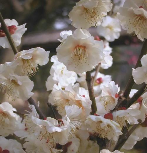 梅花有哪些品种及其特点？梅花品种的选择和养护方法是什么？