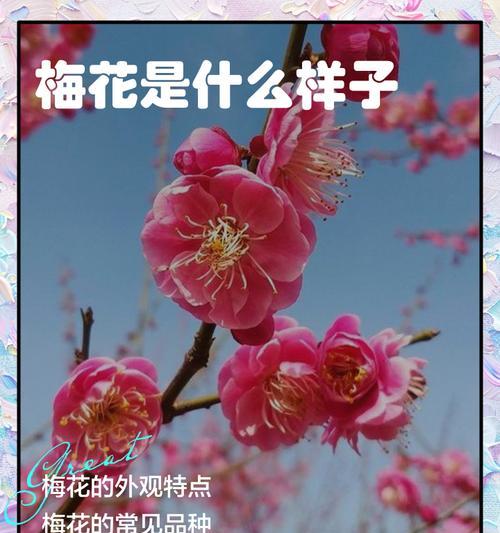 梅花有哪些品种及其特点？梅花品种的选择和养护方法是什么？