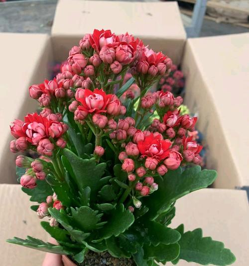 长寿花的花语有哪些？它象征着什么？