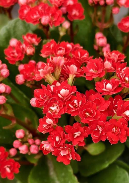 长寿花的花语有哪些？它象征着什么？