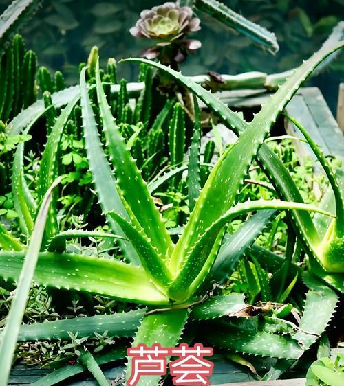芦荟有哪些常见品种？各自的特性是什么？