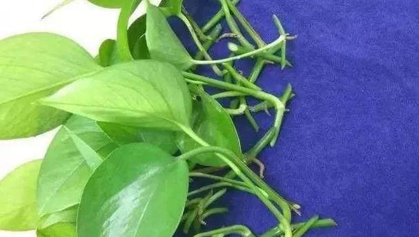 绿萝繁殖的简单方法有哪些？怎样繁殖更有效？