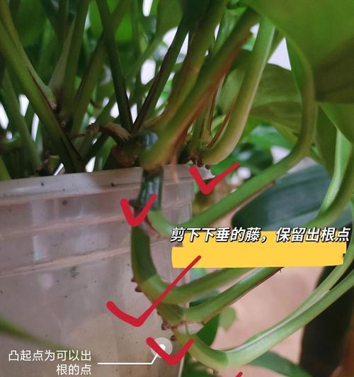 绿萝繁殖的简单方法有哪些？怎样繁殖更有效？