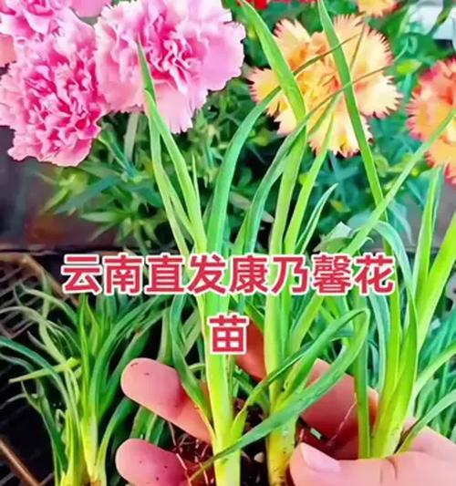 康乃馨种植要点是什么？如何培育出鲜艳的花朵？