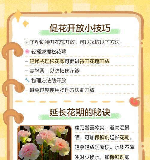 康乃馨种植要点是什么？如何培育出鲜艳的花朵？