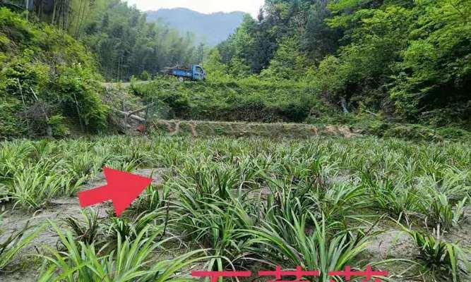 菖蒲种植技巧是什么？怎样才能种出茂盛的菖蒲？