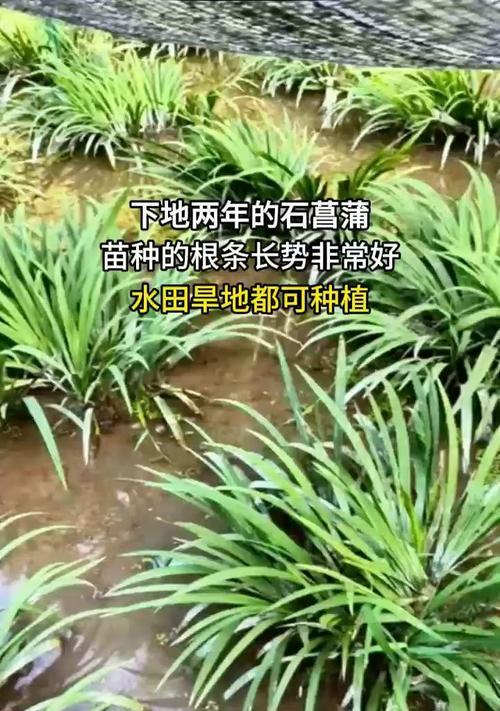 菖蒲种植技巧是什么？怎样才能种出茂盛的菖蒲？