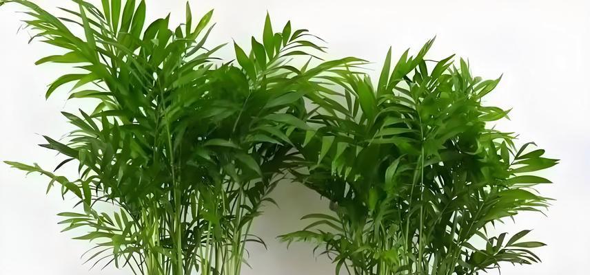 凤尾竹养殖需要注意什么？最佳养殖方法是什么？