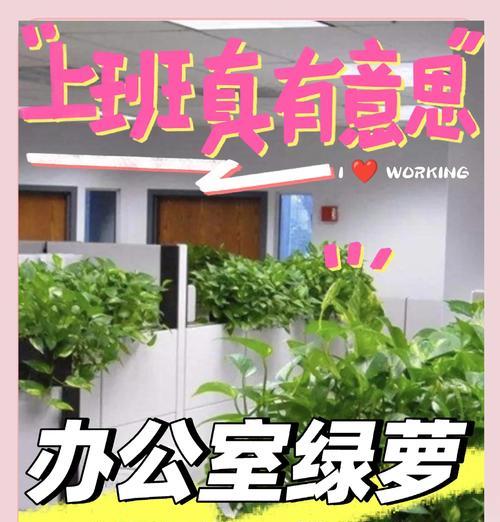 大叶绿萝浇水需要注意什么？