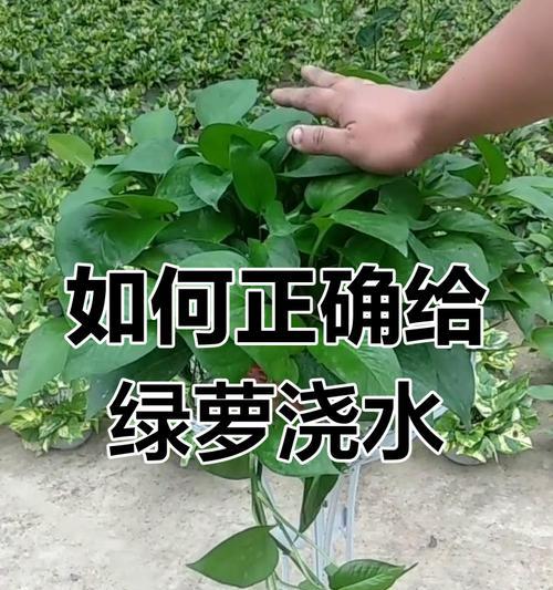 大叶绿萝浇水需要注意什么？