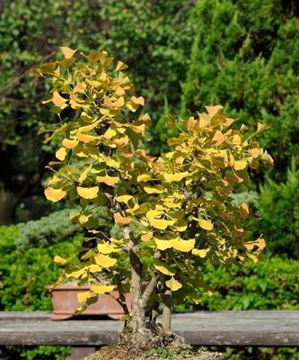 盆栽木本植物有哪些推荐？如何选择和养护盆栽木本植物？