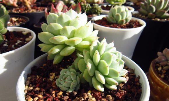 静夜多肉植物的养护秘诀是什么？