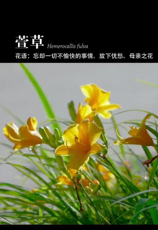 忘忧草的花语和含义是什么？