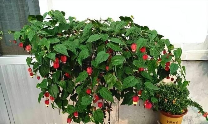 房顶种什么植物好？哪些植物适合在房顶种植？