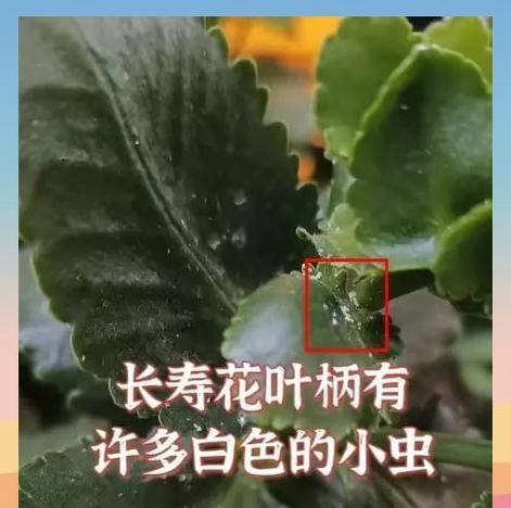 长寿花叶子脱落的原因及解决方法？