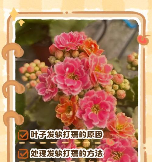长寿花叶子脱落的原因及解决方法？
