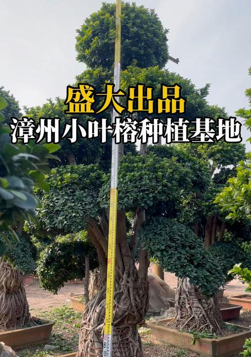 小叶榕叶子有哪些用途？小叶榕叶子的特殊功效是什么？