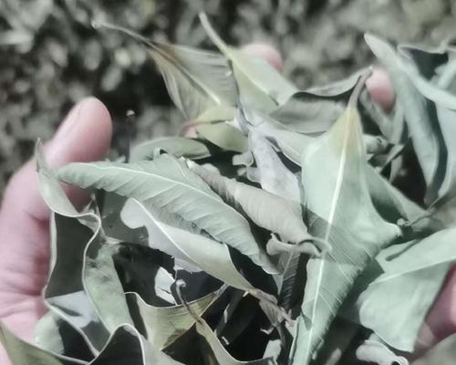 小叶榕叶子有哪些用途？小叶榕叶子的特殊功效是什么？