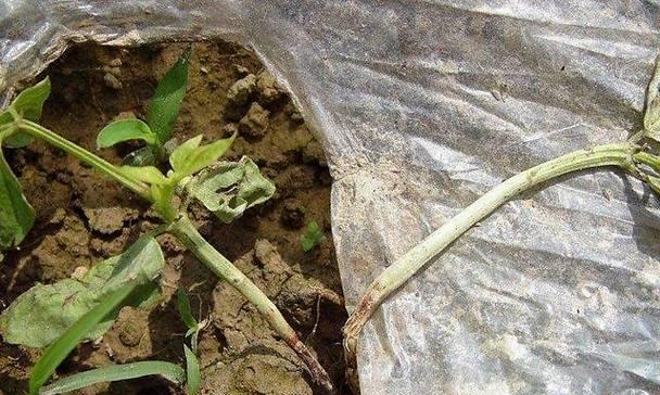扶桑花烂根后的处理方法？