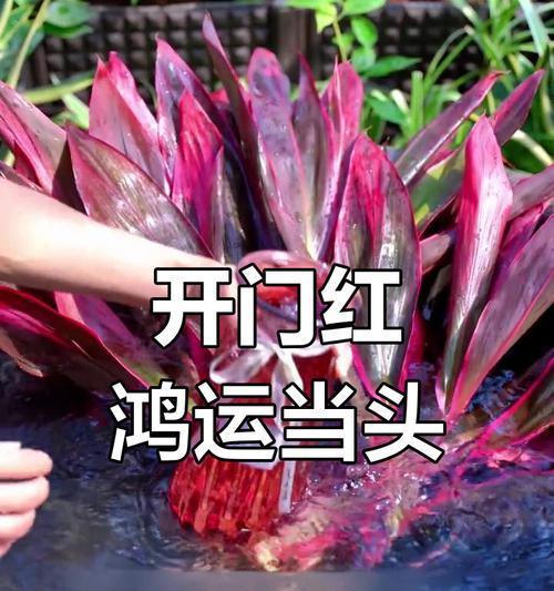 紫竹的养殖方法是什么？如何解决紫竹生长中的问题？