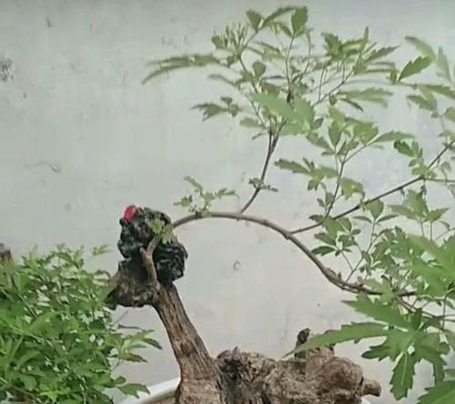 盆栽树修剪技巧有哪些？