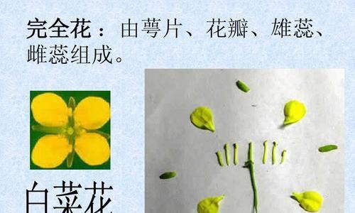 完全花有哪些？完全花的定义及其在植物学中的重要性是什么？