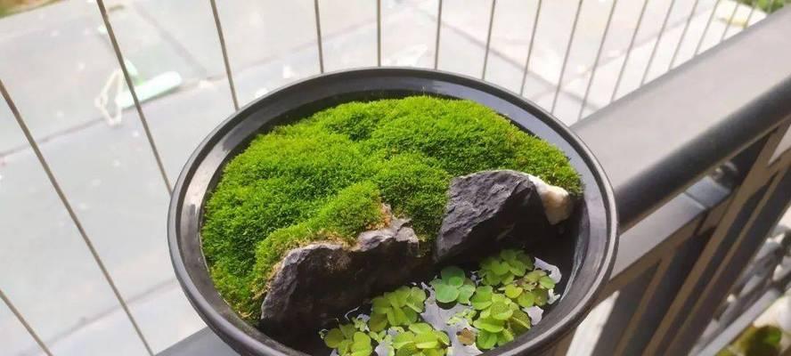 盆景长苔藓的方法是什么？盆景长苔藓需要注意什么？