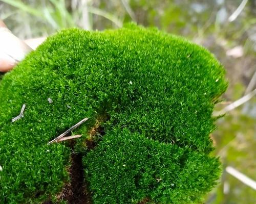 盆景长苔藓的方法是什么？盆景长苔藓需要注意什么？