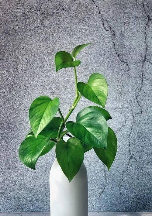 适宜植物有哪些？适宜在家中种植的植物有哪些？