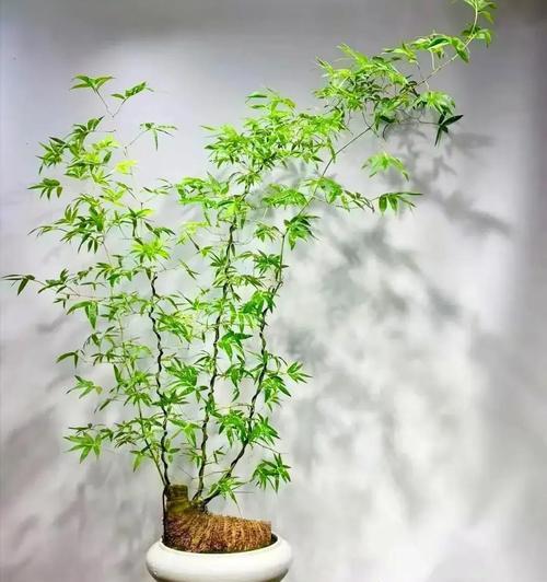适宜植物有哪些？适宜在家中种植的植物有哪些？