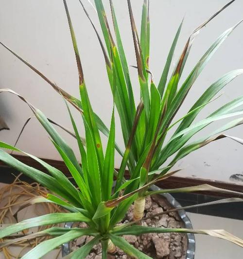 花干尖怎么回事？如何预防和处理？