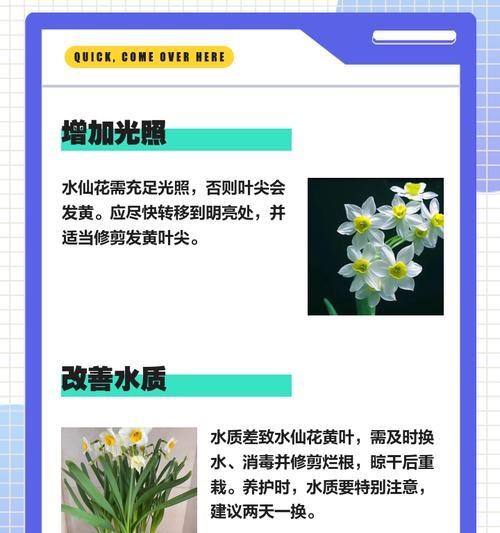 花干尖怎么回事？如何预防和处理？